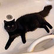 Roach is registered to the contest to win money with this photo: animal, bathroom, bathtub, black_cat, cat, clean, closeup, curious, domestic_animal, drain, feline, fur, indoor, laying, paw, pet, relaxed, tail, white_surface, yellow_eyes