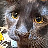 Roach is registered to the contest to win money with this photo: animal, background, black_cat, cat, close_up, closeup, curious, domestic_animal, eyes, face, feline, fur, household, indoor, muzzle, pet, portrait, texture, whiskers, yellow_eyes