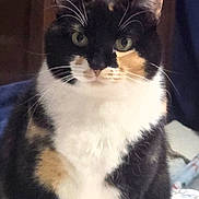 Chloe is registered to the contest to win money with this photo: animal, calico_cat, calm, cat, closeup, cute, domestic_animal, ears, face, feline, fur, furniture, green_eyes, indoor, indoor_lighting, mammal, pet, portrait, sitting, whiskers