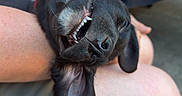 Biscuit a rejoint le concours — aidez-le/la à gagner de superbes lots ! dog, black_dog, pet, animal, smiling, teeth, upside_down, lap, person, tattoo, outdoor, table, chair, casual, relaxed, friendly, happy, canine, leash, resting