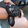 dog, black_dog, pet, animal, smiling, teeth, upside_down, lap, person, tattoo, outdoor, table, chair, casual, relaxed, friendly, happy, canine, leash, resting