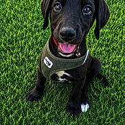 Biscuit participe au concours pour gagner de l'argent avec cette photo : animal, black_dog, canine, close_up, collar, cute, dog, friendly, grass, happy, leash, nature, outdoor, pet, playful, puppy, sitting, smiling, tongue_out, young_dog