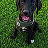 animal, black_dog, canine, close_up, collar, cute, dog, friendly, grass, happy, leash, nature, outdoor, pet, playful, puppy, sitting, smiling, tongue_out, young_dog