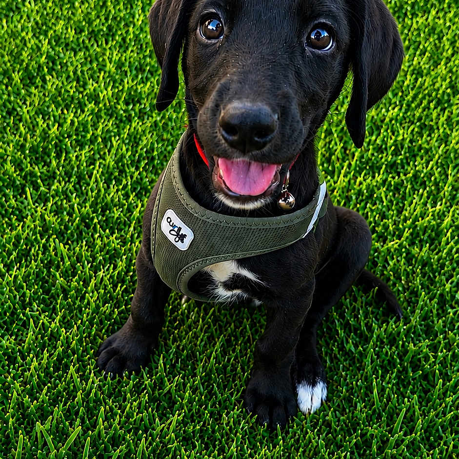 Biscuit