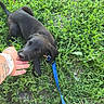 puppy, dog, black_dog, grass, leash, hand, person, outdoor, pet, playful, young_dog, nature, greenery, animal, cute, collar, human_interaction, summer, daylight, ground