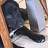 puppy, dog, black_dog, pet, indoor, floor, tile_floor, wooden_chair, paw, cute, animal, resting, young_dog, collar, domestic_animal, looking, closeup, furniture, household, relaxed