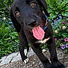 puppy, dog, black_dog, tongue_out, close_up, playful, outdoor, garden, flowers, greenery, plants, collar, pet, young_dog, cute, happy, nature, summer, animal, canine