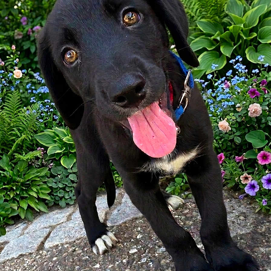 Biscuit