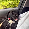 puppy, dog, black_dog, white_markings, tongue_out, sleepy, car_interior, window, greenery, nature, pet, collar, close_up, cute, relaxed, young_dog, animal, companion, indoor, portrait