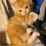 Boba Lucky Walls is registered to the contest to win money with this photo: animal, blanket, cat, cozy, curious, cute, domestic_animal, feline, fur, indoor, kitten, orange_tabby, paw, pet, resting, sleeping, small, soft, whiskers, young