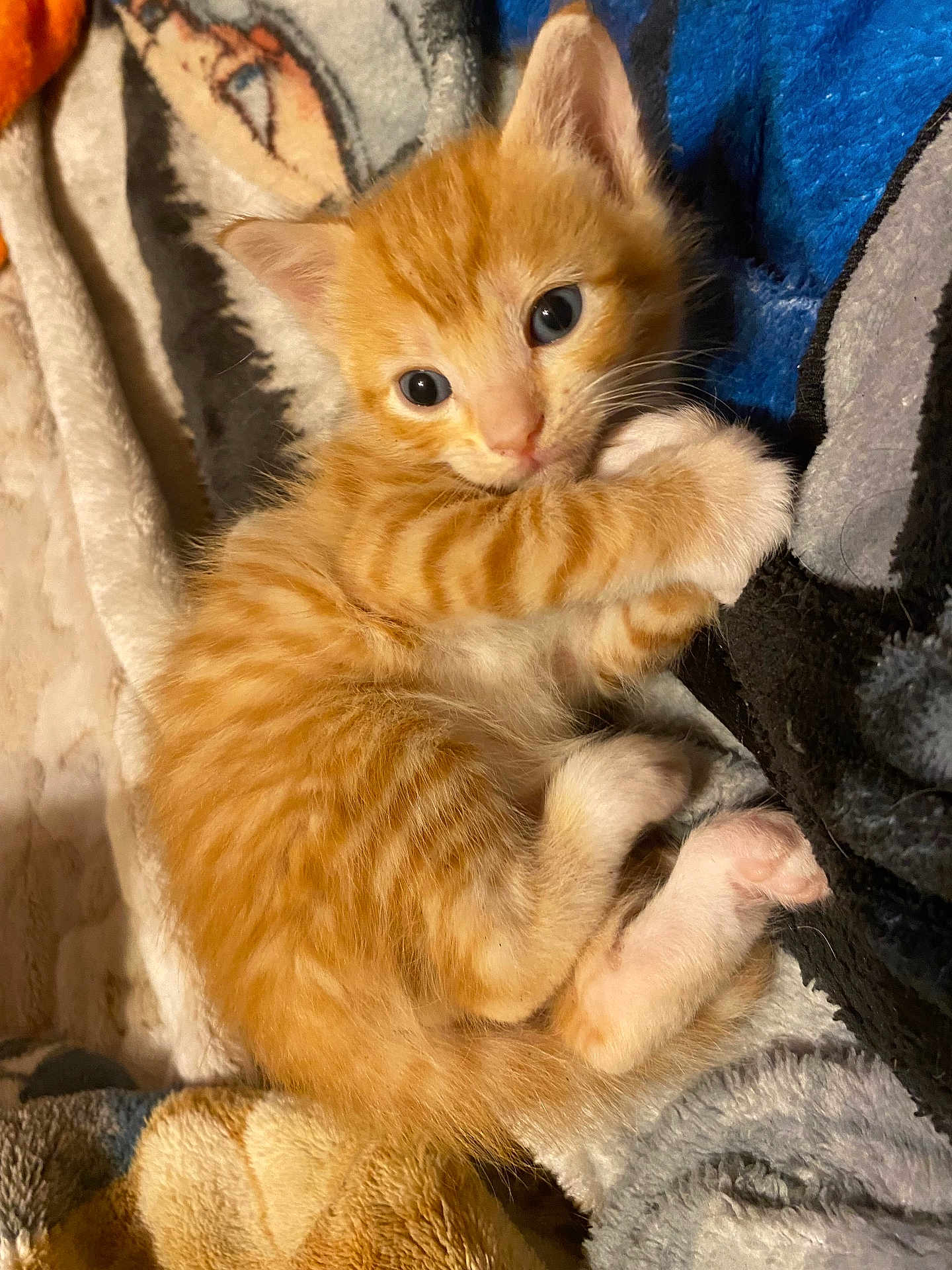 Boba Lucky Walls is registered to the contest to win money with this photo: animal, blanket, cat, cozy, curious, cute, domestic_animal, feline, fur, indoor, kitten, orange_tabby, paw, pet, resting, sleeping, small, soft, whiskers, young