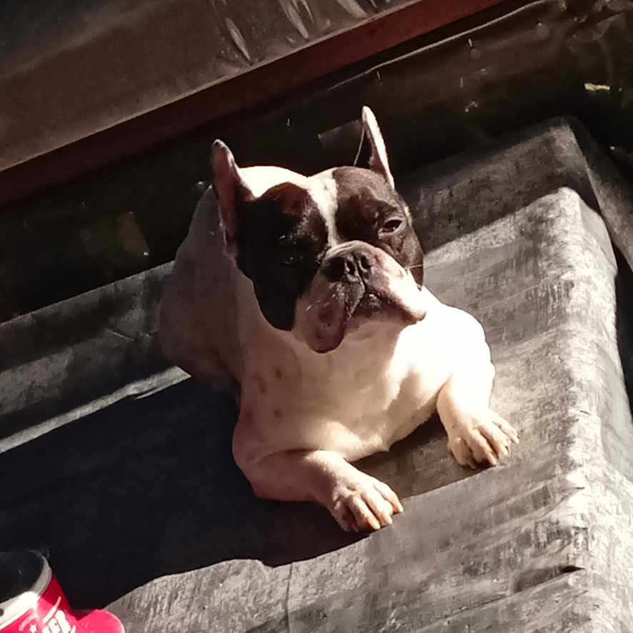 Symba participe au concours pour gagner de l'argent avec cette photo : animal, bostonbull, boxer, bulldog, canine, dog, frenchbulldog, pet, pitbull, puppy