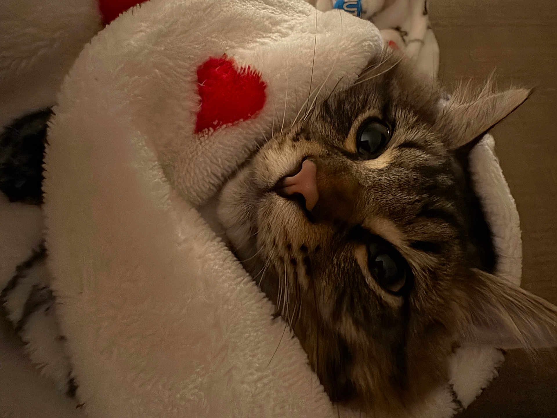 Calcifer is registered to the contest to win money with this photo: bedding, blanket, cat, close_up, cozy, cuddly, ears, eyes, fur, heart, indoor, nose, pet, plush, portrait, sleepy, soft_texture, tabby, warm, whiskers