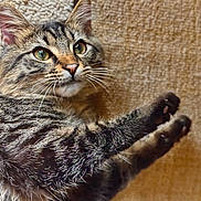 Calcifer joined the competition — help win amazing prizes! attentive, cat, claws, close_up, couch, cozy, domestic_cat, feline, fur, green_eyes, indoor, paw, pet, portrait, relaxed, resting, tabby_cat, tabby_pattern, upholstery, whiskers