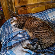 Gigi joined the competition — help win amazing prizes! bed, cat, comforter, cozy, cute, domestic_animal, feline, fur, indoor, pet, plaid_pattern, relaxation, resting, side_view, sleeping, striped, tabby_cat, tail, whiskers, wood_paneling