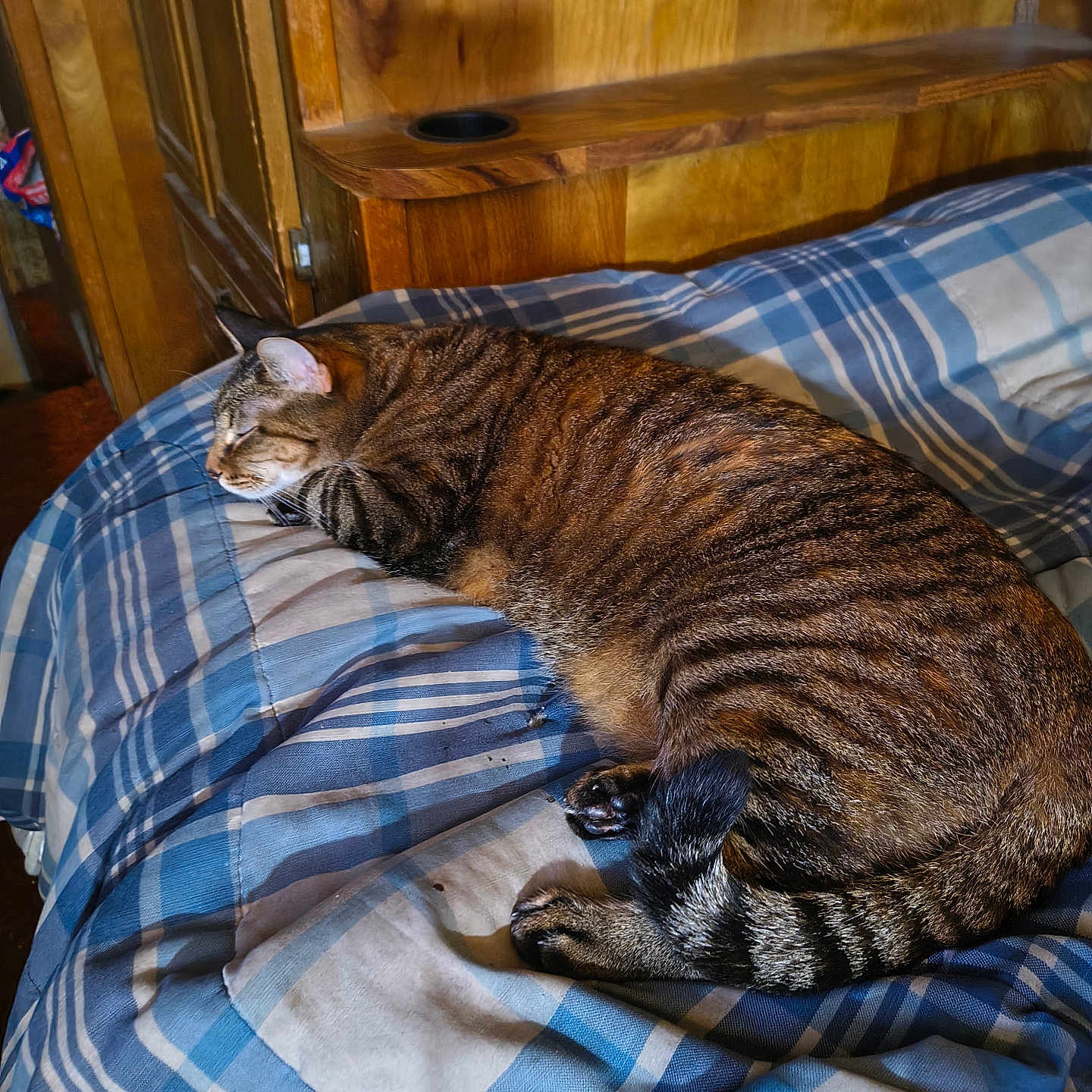 Gigi joined the competition — help win amazing prizes! bed, cat, comforter, cozy, cute, domestic_animal, feline, fur, indoor, pet, plaid_pattern, relaxation, resting, side_view, sleeping, striped, tabby_cat, tail, whiskers, wood_paneling