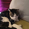 Queen Mini joined the competition — help win amazing prizes! animal, black, cat, closeup, comfortable, couch, domestic, feline, fur, indoor, pet, pillow, purple_cushion, quiet, relaxed, resting, sleepy, whiskers, white, yellow_cushion