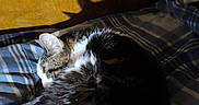 Queen Mini joined the competition — help win amazing prizes! animal, bed, blanket, cat, comfort, cozy, curled_up, cute, domestic, feline, fur, indoor, nap, pet, quiet, resting, shadow, sleeping, striped, wooden_wall