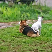 Diddy Jj is registered to the contest to win money with this photo: dog, grass, outdoor, pet, animal, nature, yard, greenery, canine, back_view, park, two_dogs, domestic_animal, sidewalk, vehicle, blurred_background, companion, resting, standing, garden