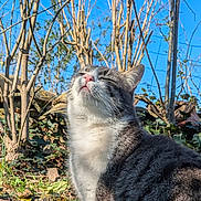 Mickey participe au concours pour gagner de l'argent avec cette photo : cat, animal, outdoor, sunlight, nature, tree, blue_sky, pet, feline, grass, leafless_tree, happy, close_up, mammal, whiskers, fur, pink_nose, relaxation, daylight, serene
