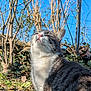 cat, animal, outdoor, sunlight, nature, tree, blue_sky, pet, feline, grass, leafless_tree, happy, close_up, mammal, whiskers, fur, pink_nose, relaxation, daylight, serene