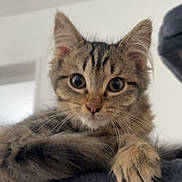 Sky a rejoint le concours — aidez-le/la à gagner de superbes lots ! cat, kitten, tabby, furry, fluffy, pet, animal, portrait, close_up, face, eyes, whiskers, ears, paws, sitting, lounging, cat_tree, indoor, home, cute