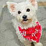 Fluffy is registered to the contest to win money with this photo: adorable, animal, bandana, carpet, closeup, companion, cute, dog, domestic_animal, ears, fluffy, furry, indoor, looking_up, pet, portrait, red_bandana, sitting, small_dog, white_dog