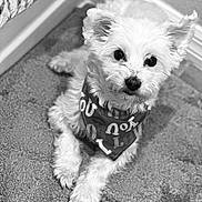 Fluffy joined the competition — help win amazing prizes! adorable, animal, bandana, black_and_white, carpet, companion, corner, cozy, cute, dog, ears, fluffy, fur, indoor, laying_down, looking_up, pet, portrait, small_dog, white_dog