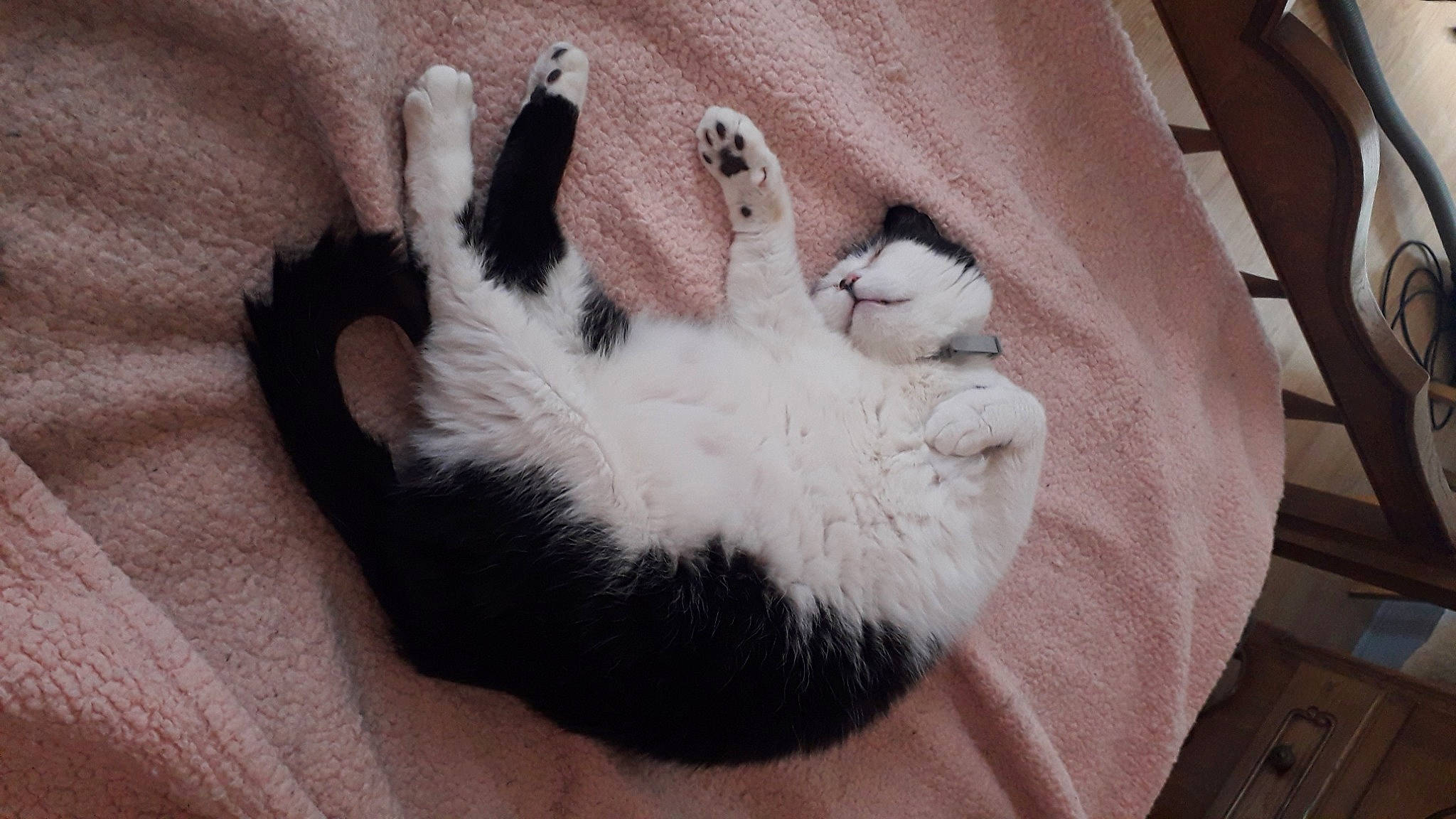 Poussy participe au concours pour gagner de l'argent avec cette photo : canidae, carnivore, cat, claw, comfort, companion_dog, dog_breed, domestic_short_haired_cat, fawn, felidae, fur, hardwood, nap, paw, small_to_medium_sized_cats, snout, sporting_group, tail, terrestrial_animal, whiskers