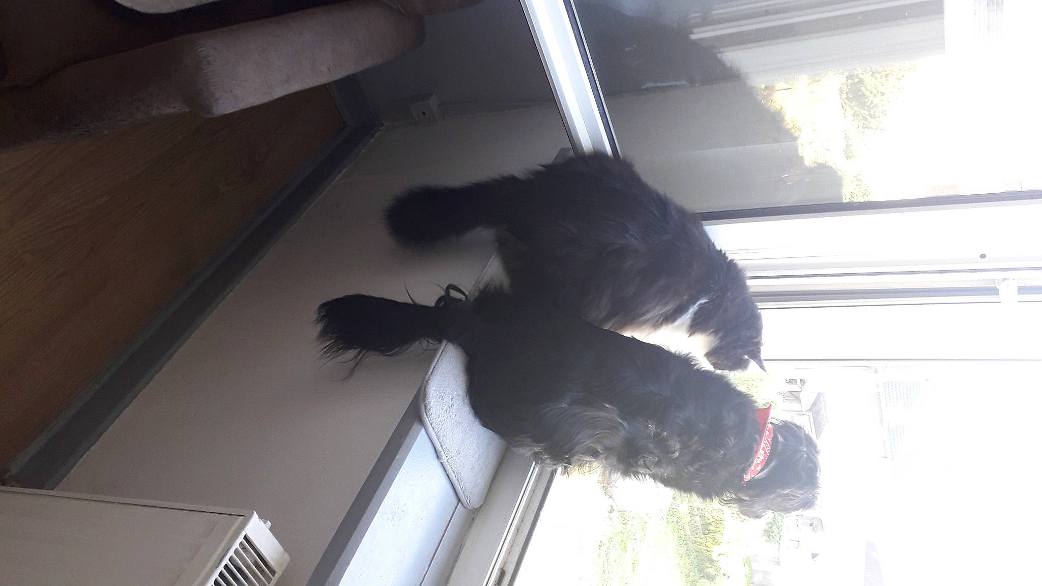 Kayla participe au concours pour gagner de l'argent avec cette photo : canidae, carnivore, comfort, companion_dog, daylighting, dog, dog_breed, flooring, fun, fur, guard_dog, snout, sporting_group, tail, tints_and_shades, tree, vehicle_door, window, wing