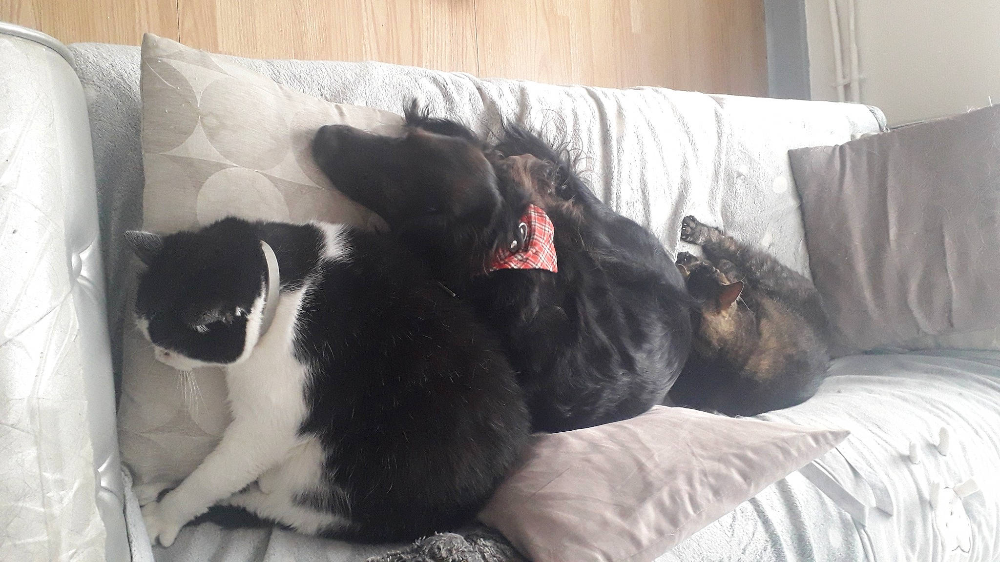 Kayla a rejoint le concours — aidez-le/la à gagner de superbes lots ! bedding, black_cat, carnivore, cat, comfort, companion_dog, couch, dog_breed, felidae, fur, grey, linens, living_room, room, small_to_medium_sized_cats, sporting_group, studio_couch, tail, textile, whiskers