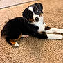 adorable, animal, black, brown, carpet, cozy, curious, cute, dog, eyes, fur, head_tilt, indoor, laying, paw, pet, puppy, tri_color, white, young