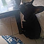 animal, black_dog, blanket, calm, closed_eyes, companion, cozy, dog, french_bulldog, furniture, gaming_controller, home, indoor, pet, quiet, red_controller, relaxed, resting, table, tile_floor