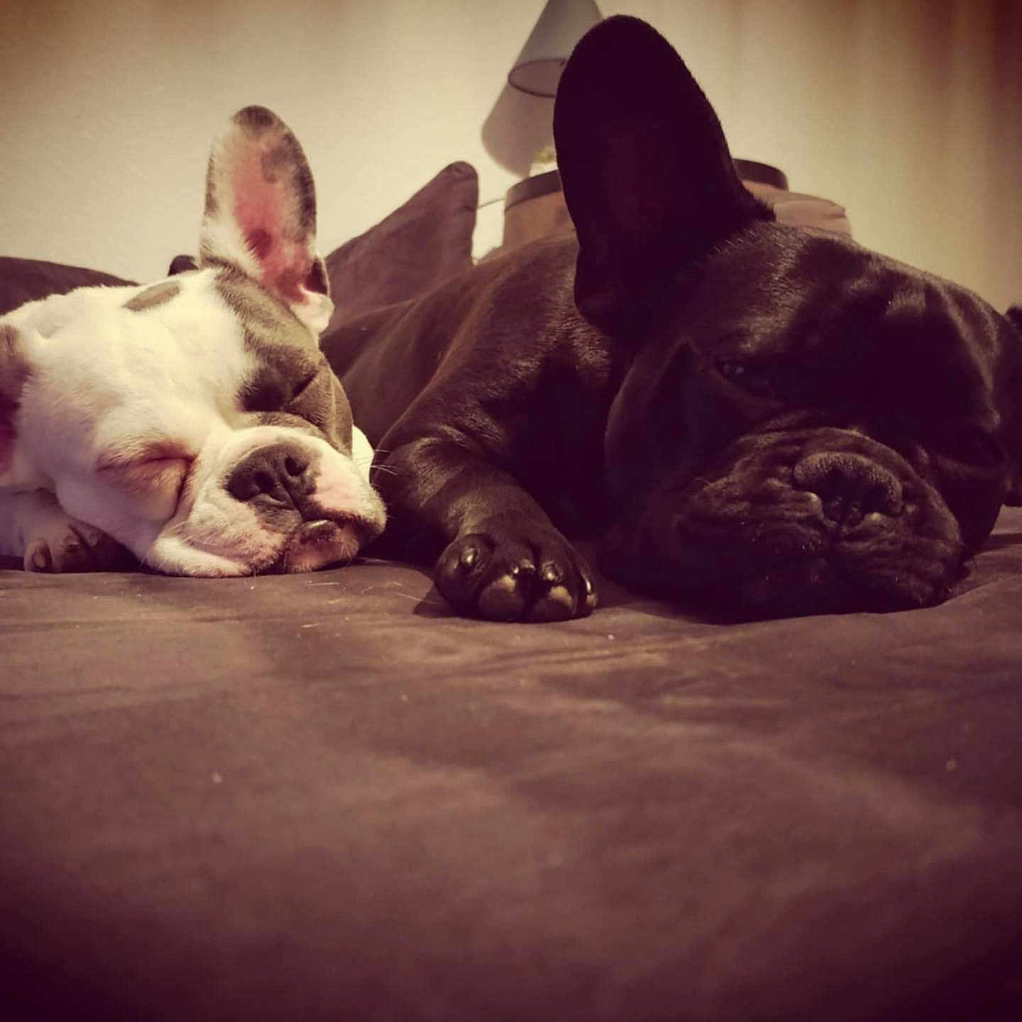 Lilie Et Milou