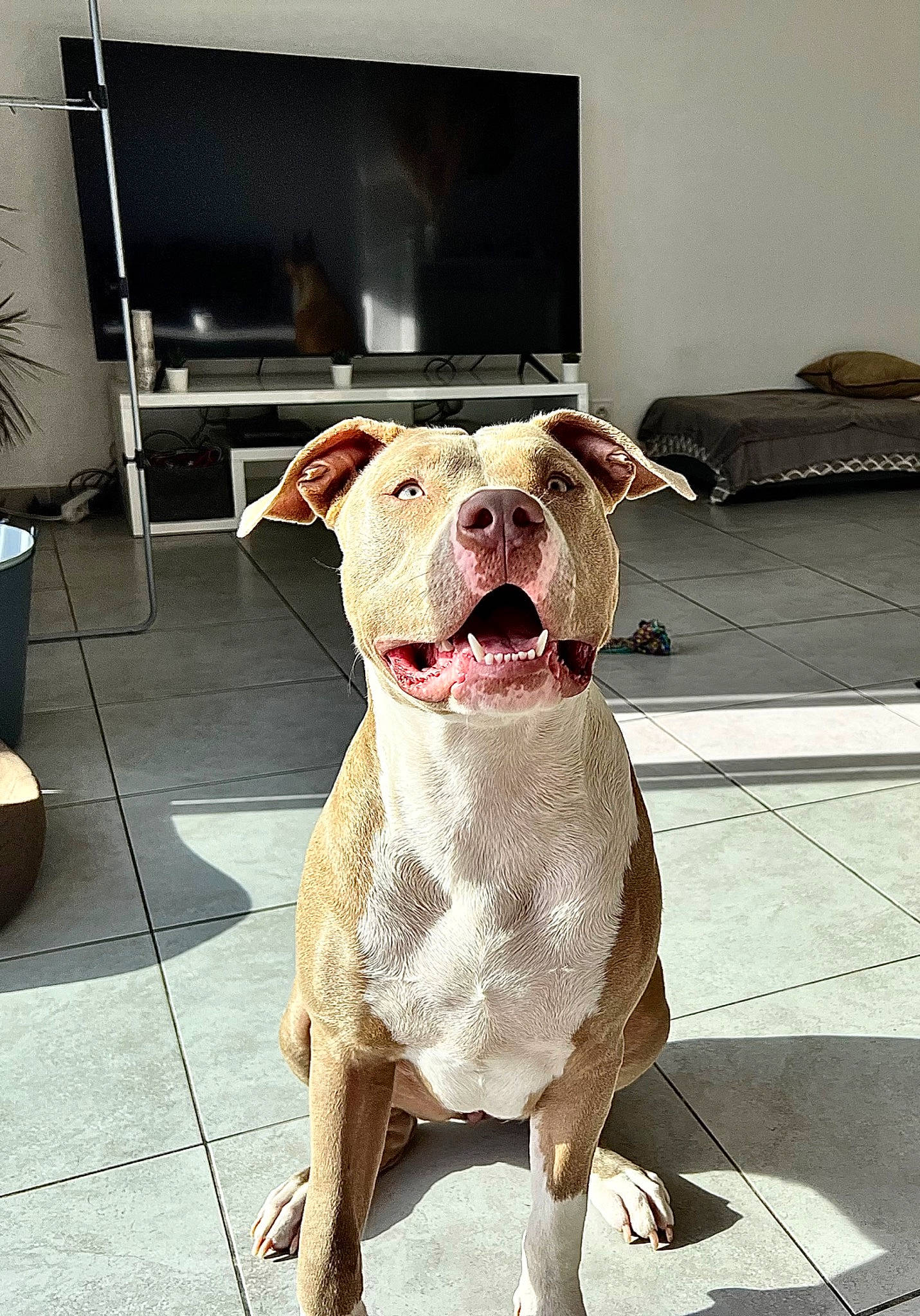 Tina a rejoint le concours — aidez-le/la à gagner de superbes lots ! canidae, carnivore, collar, companion_dog, dog, dog_breed, dog_collar, fawn, floor, flooring, flowerpot, houseplant, liver, plant, snout, sporting_group, tail, television, whiskers, working_animal