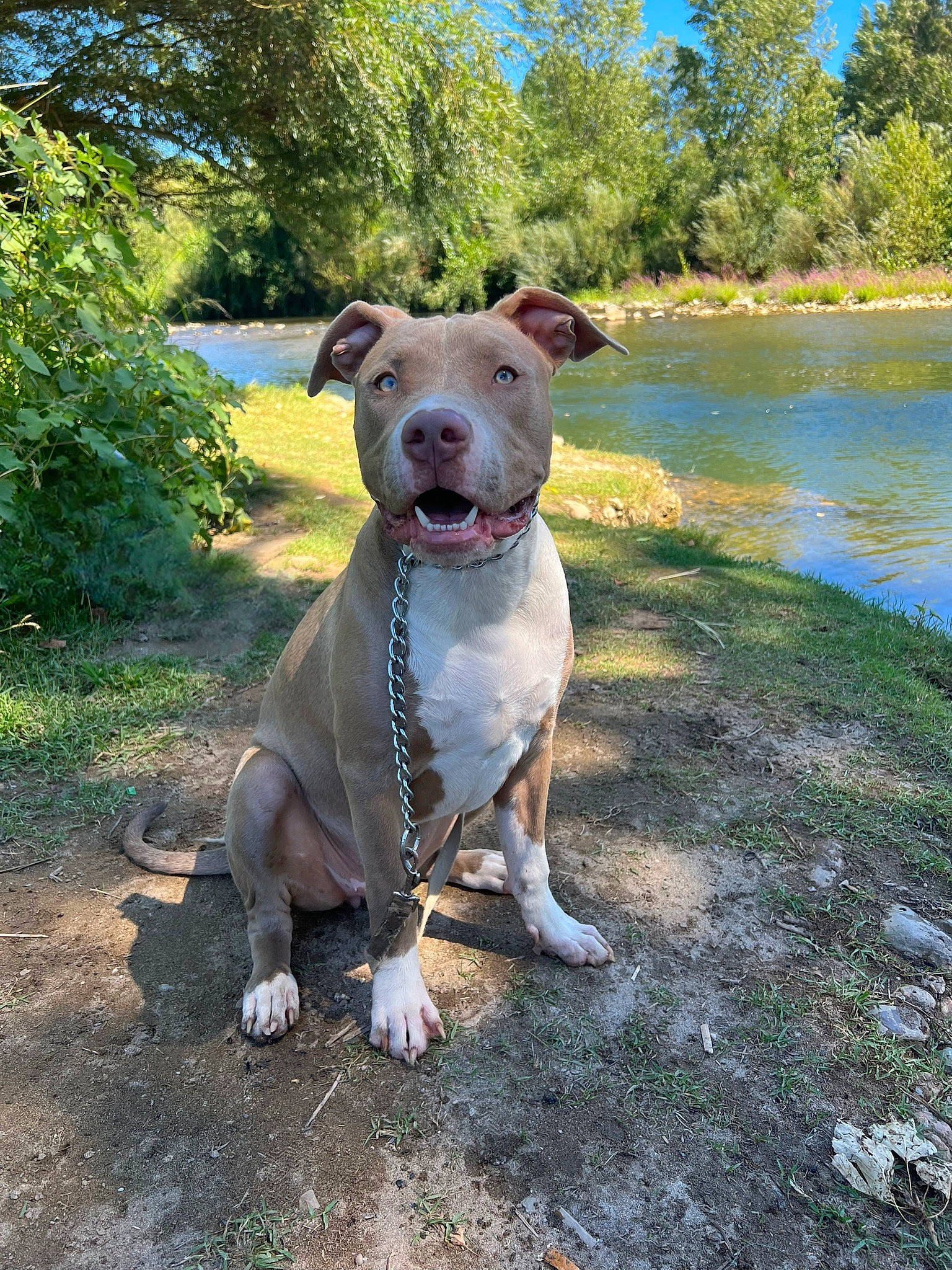 Tina participe au concours pour gagner de l'argent avec cette photo : canidae, carnivore, collar, companion_dog, dog, dog_breed, dog_collar, fawn, grass, lake, pet_supply, plant, sky, snout, sporting_group, tail, tree, water, whiskers, working_animal