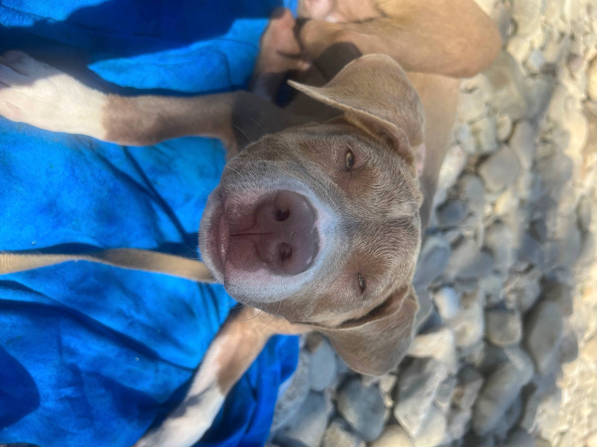 Tina participe au concours pour gagner de l'argent avec cette photo : blue, canidae, carnivore, dog, dog_breed, electric_blue, fawn, fish, hat, liver, rock, snout, sporting_group, sun_hat, working_animal, wrinkle