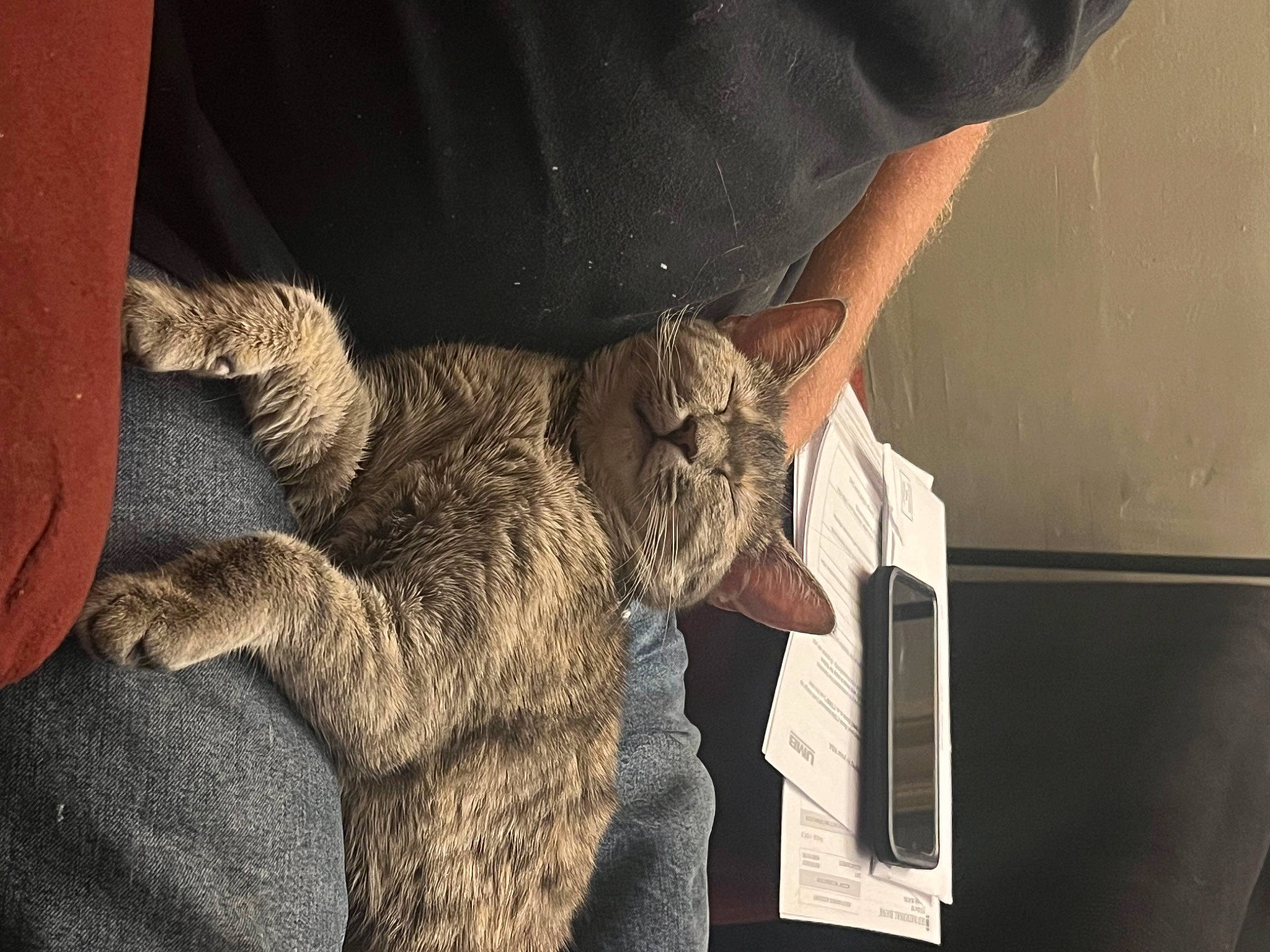 Doodle is registered to the contest to win money with this photo: canidae, claw, comfort, companion_dog, dog_breed, elbow, felidae, fur, gesture, human_leg, sitting, sleeve, small_to_medium_sized_cats, snout, sporting_group, tail, textile, whiskers, wool, wrist