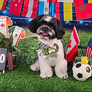 Thanos joined the competition — help win amazing prizes! dog, shih_tzu, pet, portrait, sitting, smiling, happy, bow_tie, floral_accessory, soccer, football, soccer_ball, flags, international, sports, world_cup, scoreboard, grass, team_jersey, colorful