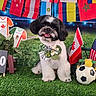 dog, shih_tzu, pet, portrait, sitting, smiling, happy, bow_tie, floral_accessory, soccer, football, soccer_ball, flags, international, sports, world_cup, scoreboard, grass, team_jersey, colorful