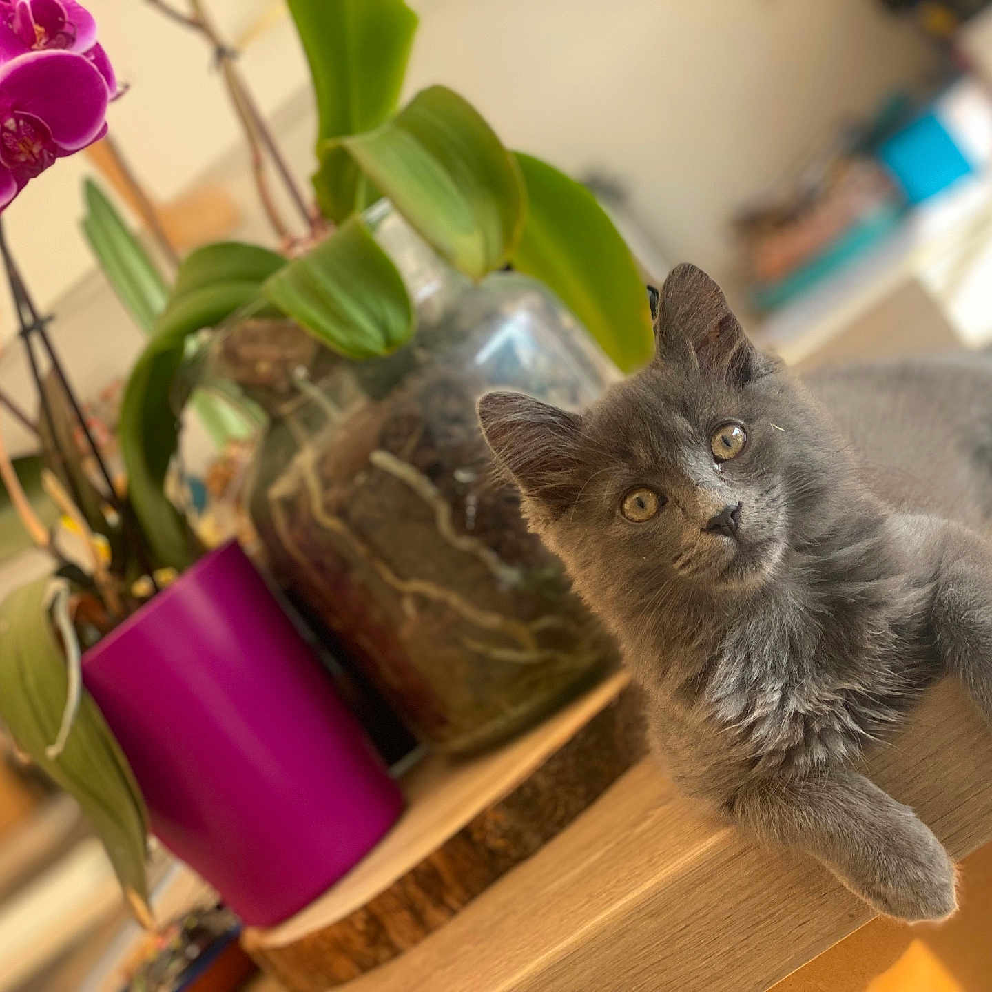 Oreo a rejoint le concours — aidez-le/la à gagner de superbes lots ! animal, cat, close_up, cozy, curious, decor, feline, flower_pot, glass_terrarium, grey_cat, home, indoor, kitten, nature, orchid, pet, plant, purple_flower, relaxed, wooden_table