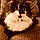 Cookie
