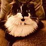 animal, black_and_white, cat, close_up, couch, cozy, domestic, feline, fluffy, fur, furniture, indoor, looking_at_camera, pet, portrait, relaxed, sitting, warm_lighting, whiskers, yellow_eyes