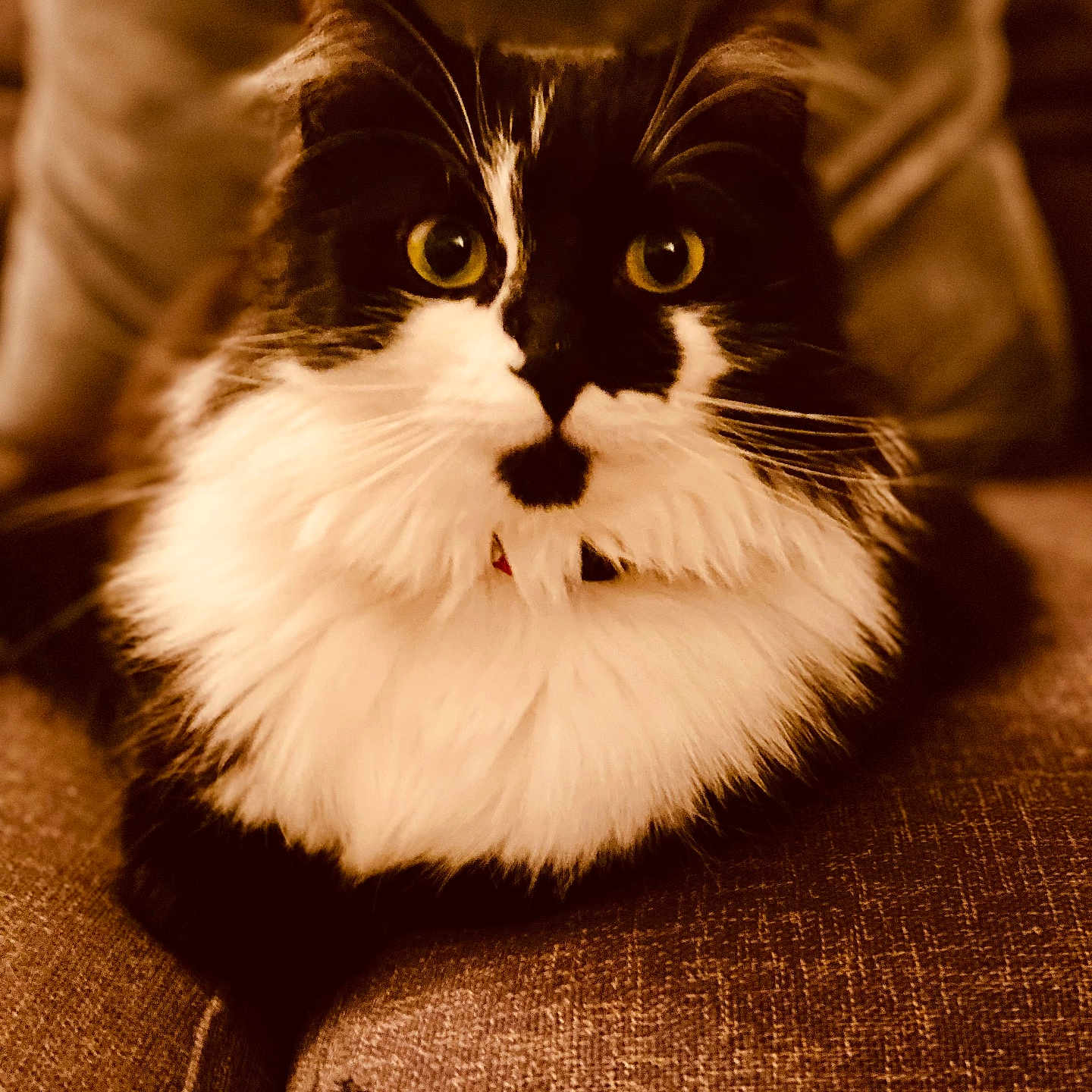 Cookie a rejoint le concours — aidez-le/la à gagner de superbes lots ! animal, black_and_white, cat, close_up, couch, cozy, domestic, feline, fluffy, fur, furniture, indoor, looking_at_camera, pet, portrait, relaxed, sitting, warm_lighting, whiskers, yellow_eyes