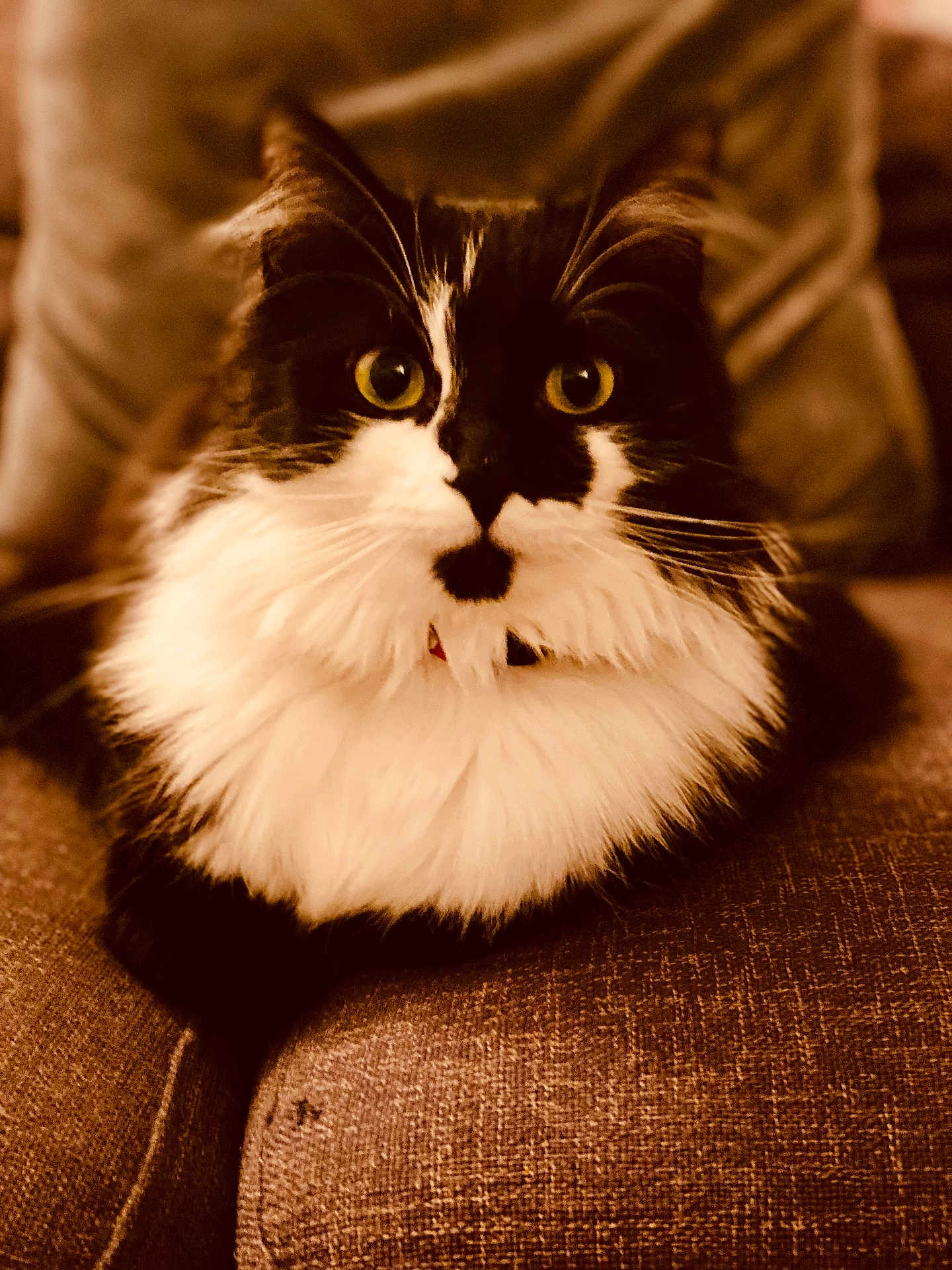 Cookie