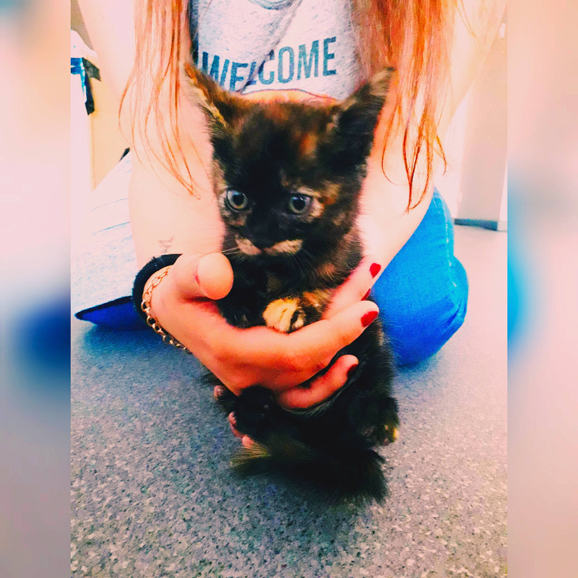 Nala a rejoint le concours — aidez-le/la à gagner de superbes lots ! black_cat, black_hair, canidae, carnivore, cat, dog_breed, ear, felidae, fur, hand, kitten, long_hair, puppy, small_to_medium_sized_cats, tail, whiskers, yorkshire_terrier