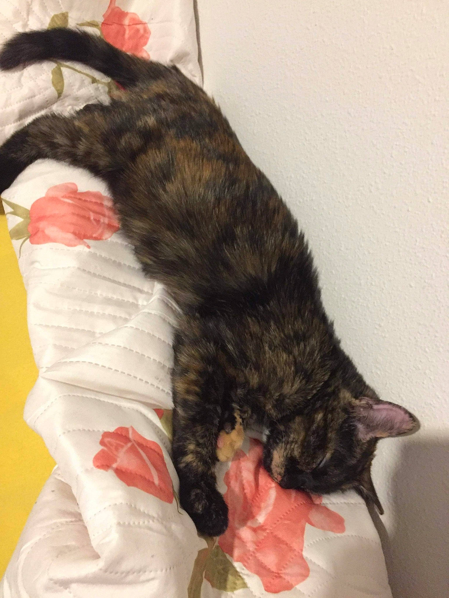 Nala a rejoint le concours — aidez-le/la à gagner de superbes lots ! carnivore, cat, claw, domestic_short_haired_cat, ear, european_shorthair, felidae, fur, german_rex, kitten, norwegian_forest_cat, small_to_medium_sized_cats, tail, whiskers