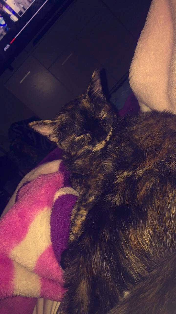 Nala participe au concours pour gagner de l'argent avec cette photo : cairn_terrier, canidae, carnivore, cat, dog_breed, ear, felidae, fur, small_to_medium_sized_cats, tail, whiskers