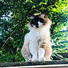 Swany a rejoint le concours — aidez-le/la à gagner de superbes lots ! cat, fluffy, blue_eyes, sitting, outdoor, greenery, leaves, nature, animal, pet, feline, portrait, fur, tree, moss, garden, sunlight, close_up, alert, majestic