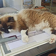 Swany a rejoint le concours — aidez-le/la à gagner de superbes lots ! cat, fluffy, sleeping, table, glass_table, papers, ruler, indoor, cozy, relaxed, white, brown, black, paw, long_hair, domestic_cat, feline, home, furniture, resting
